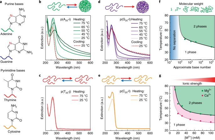 Pathway Controlled Formation Of Mesostructured All Dna Colloids And Superstructures Nature Nanotechnology Pathway Controlled Formation Of Mesostructured All Dna Colloids And Superstructures Nature Nanotechnology