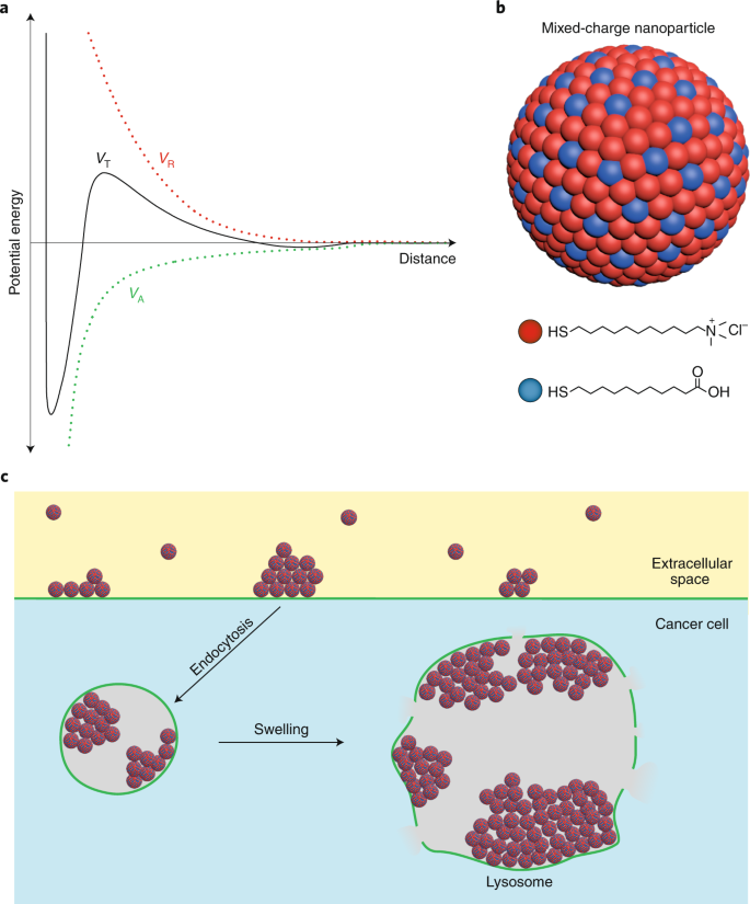 Killing Cancer Cells By Rupturing Their Lysosomes Nature Nanotechnology