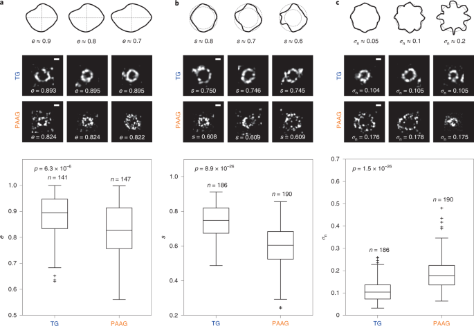 A Highly Homogeneous Polymer Composed Of Tetrahedron Like Monomers For High Isotropy Expansion Microscopy Nature Nanotechnology A Highly Homogeneous Polymer Composed Of Tetrahedron Like Monomers For High Isotropy Expansion Microscopy Nature Nanotechnology