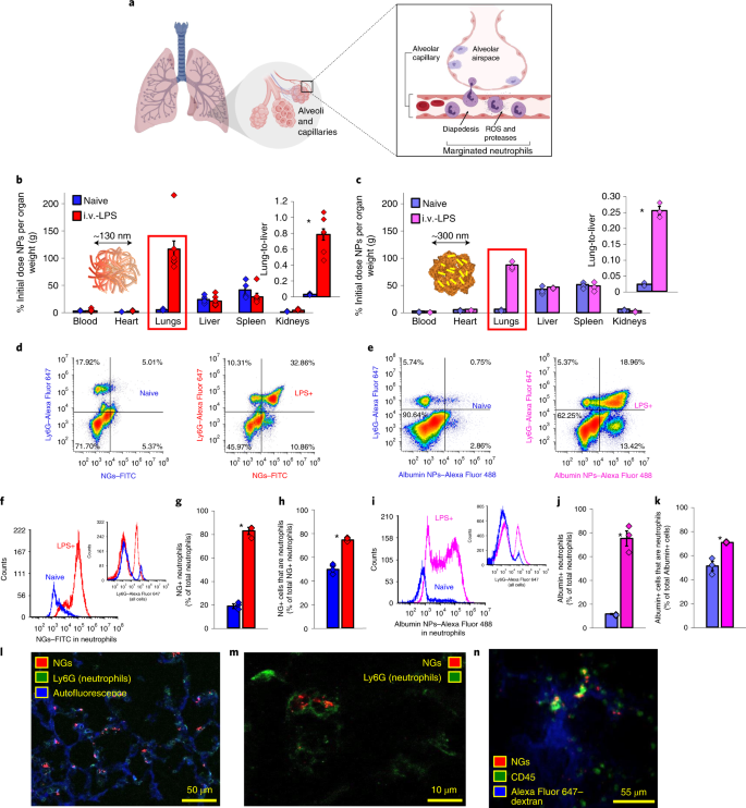 Supramolecular arrangement of protein in nanoparticle structures predicts  nanoparticle tropism for neutrophils in acute lung inflammation | Nature  Nanotechnology