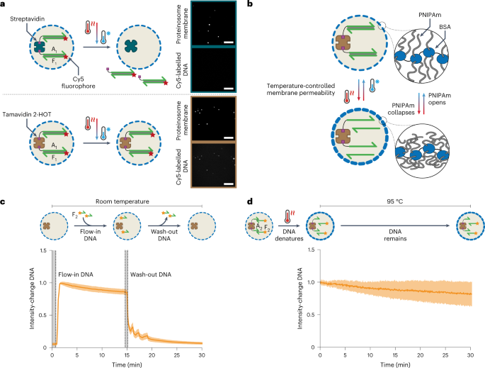 Fig. 2: Temperature-dependent DNA localization.