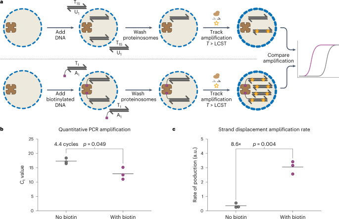 Fig. 3: Enzymatic amplification of DNA localized inside proteinosomes.
