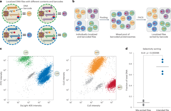 Fig. 6: Fluorescence-assisted sorting of proteinosomes for selective file retrieval.