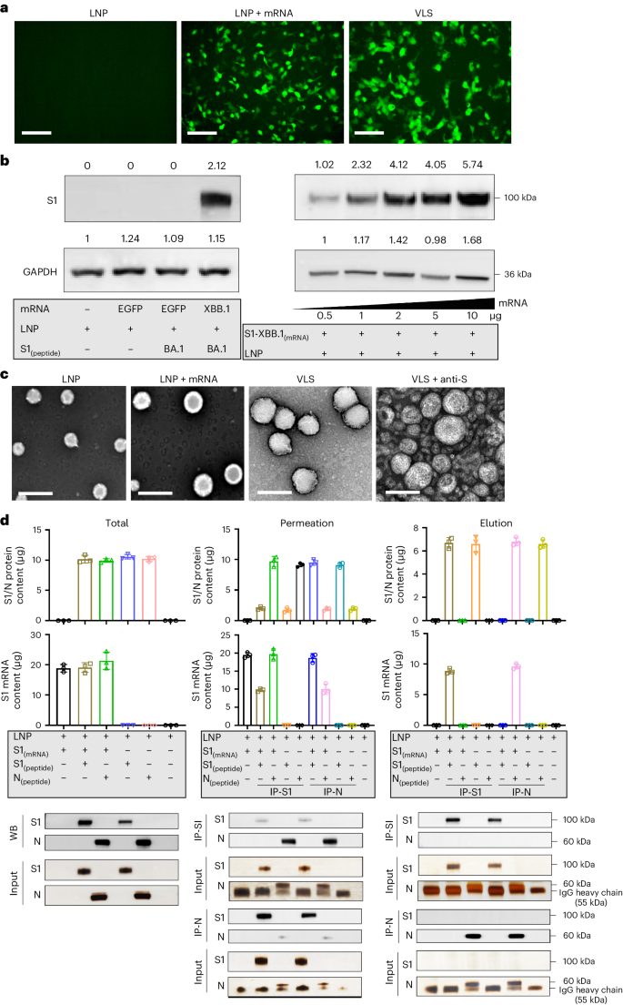 antigen processing and presentation nature review figure 1
