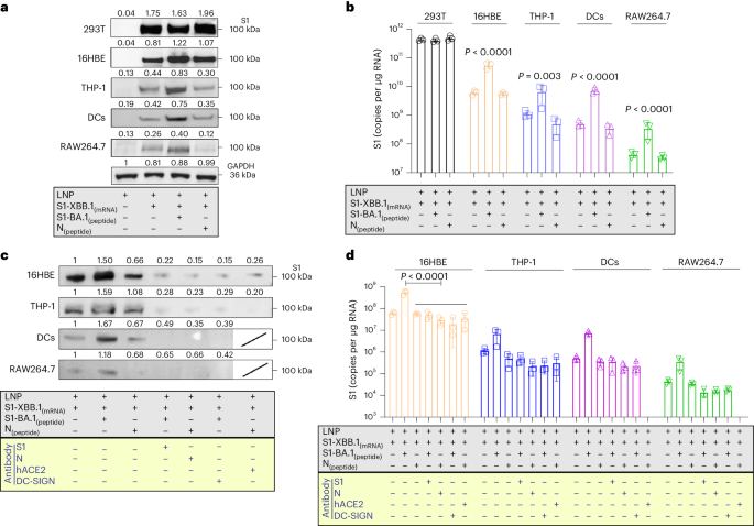 antigen processing and presentation nature review figure 2