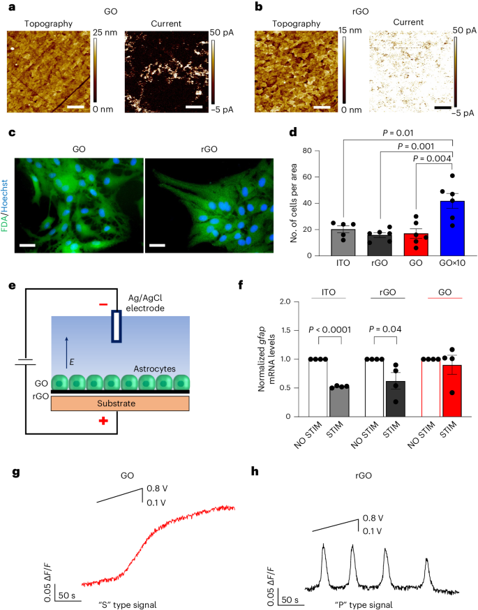 Graphene oxide electrodes enable electrical stimulation of 