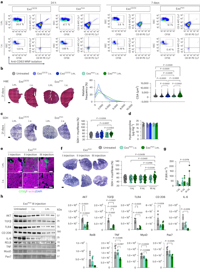 Fig. 2: Repeated intramuscular injection of Exomyo improves muscle function in mdx mice.