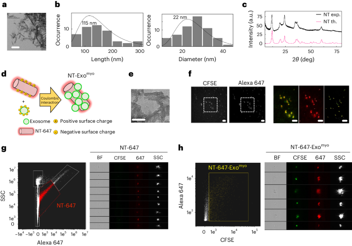 Fig. 3: Fabrication of exosome nanocarriers.
