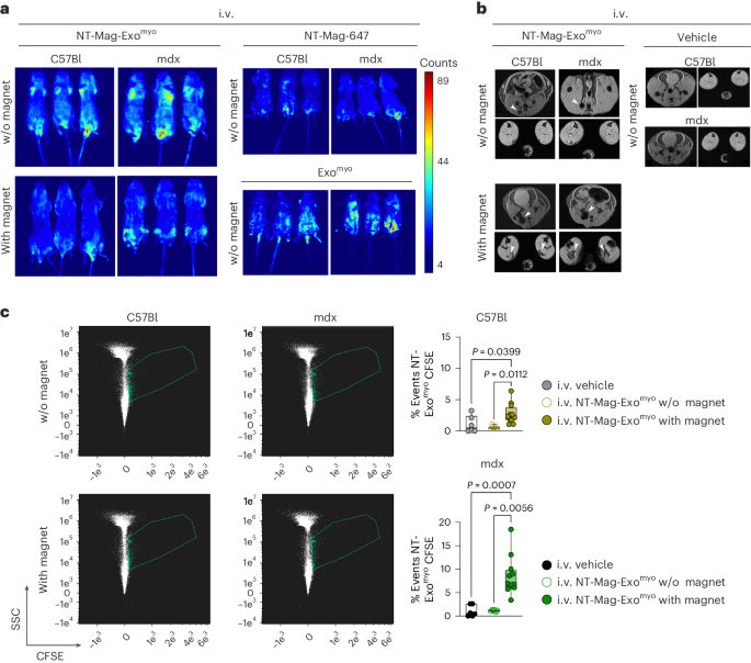 Fig. 4: Short- and long-term in vivo biodistribution of NT-MAG-Exomyo.