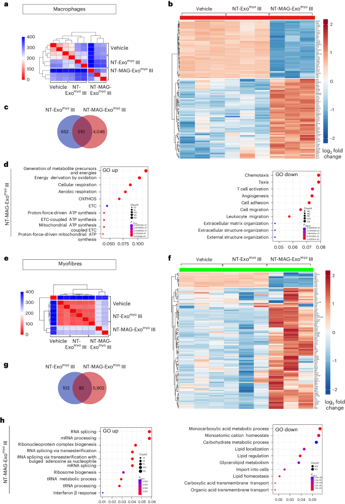 Fig. 6: Magnetic delivery of NT-MAG-Exomyo determines anti-inflammatory polarization of muscle-infiltrating macrophages and muscle reprogramming in mdx mice.
