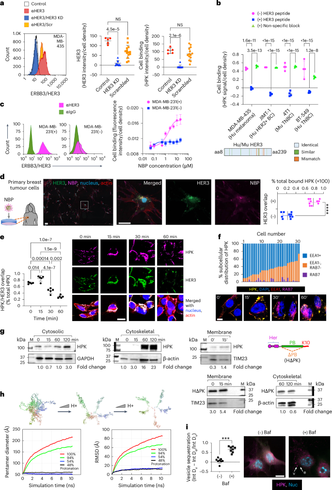 Fig. 2: HER3 expression and HPK penetration of tumour cells.
