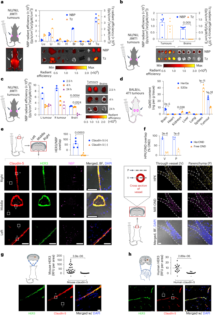 Fig. 3: Systemic NBP accumulation in mouse brain.
