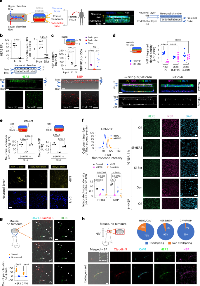 Fig. 4: HER3 and NBP in the BBB.