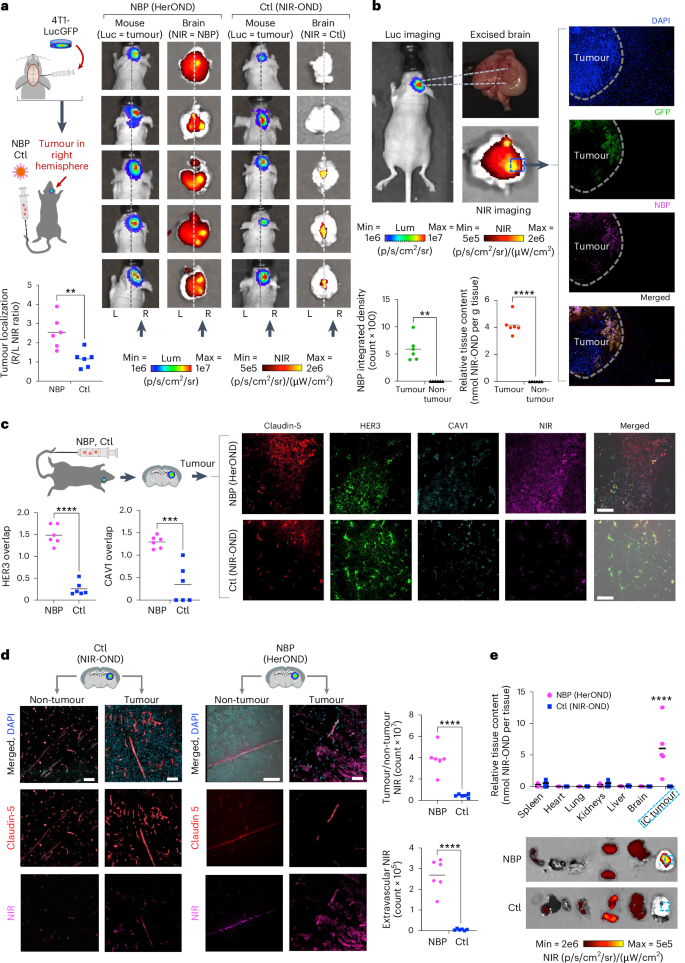 Fig. 5: NBP targeting of IC tumours.
