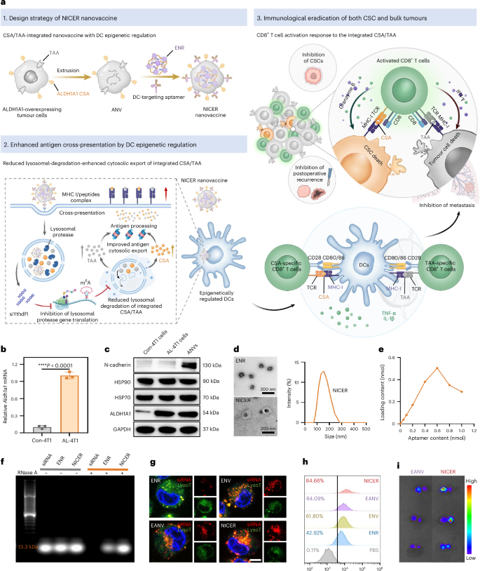 A nanovaccine targeting cancer stem cells and bulk cancer cells for  postoperative cancer immunotherapy | Nature Nanotechnology
