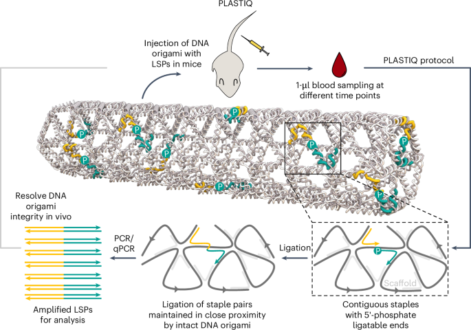 Fig. 1: Schematic of the PLASTIQ workflow for assessing DNA origami integrity using 1 µl of blood.