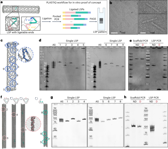 Fig. 2: In vitro proof of concept to assess DNA origami integrity with PLASTIQ.
