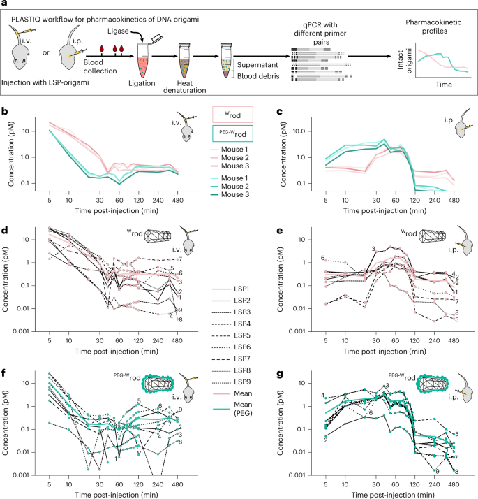 Fig. 4: In vivo quantification of DNA origami integrity using PLASTIQ followed by qPCR.