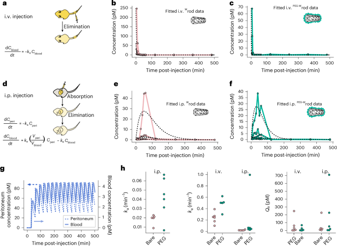 Fig. 5: Pharmacokinetic modelling of DNA origami in vivo.
