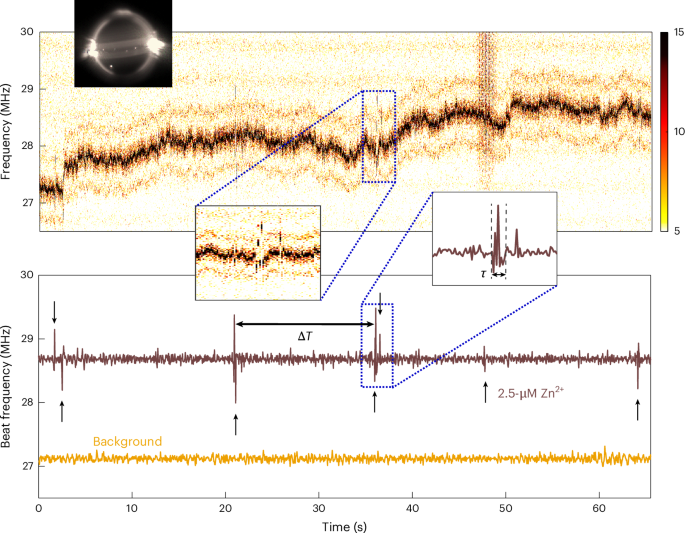Fig. 3: Transient ion–NR interactions and spike pattern analysis.
