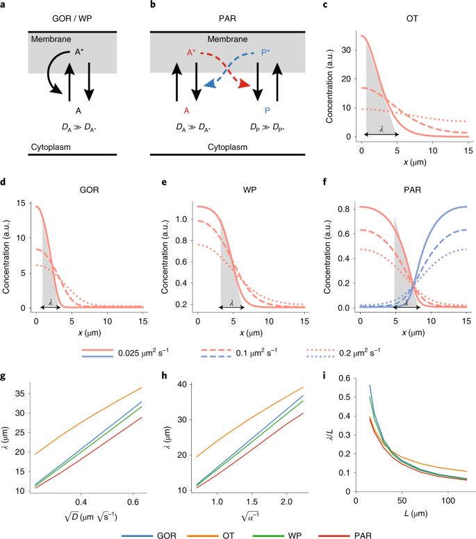 A Cell Size Threshold Limits Cell Polarity And Asymmetric Division Potential Nature Physics