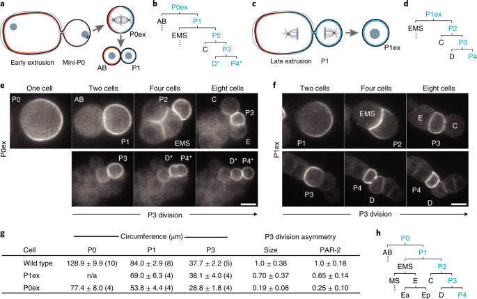 A Cell Size Threshold Limits Cell Polarity And Asymmetric Division Potential Nature Physics