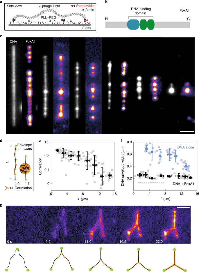 Force generation by protein–DNA co-condensation | Nature Physics