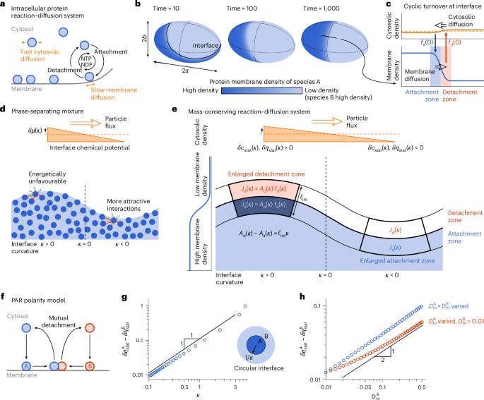 Fig. 1: Effective interfacial tension results from cyclic protein attachment and detachment at pattern interfaces.