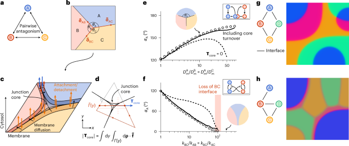 Fig. 2: Non-equilibrium Neumann law arising from the balance of attachment and detachment.