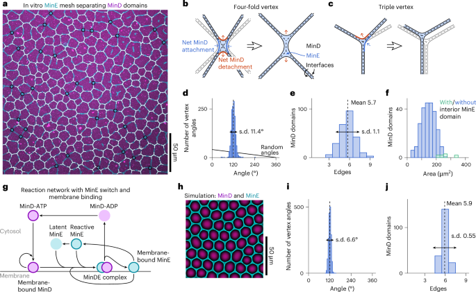 Fig. 3: Turing foam in the in vitro Min system.