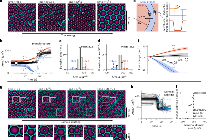 Fig. 4: Interrupted coarsening and domain splitting of Turing foams.