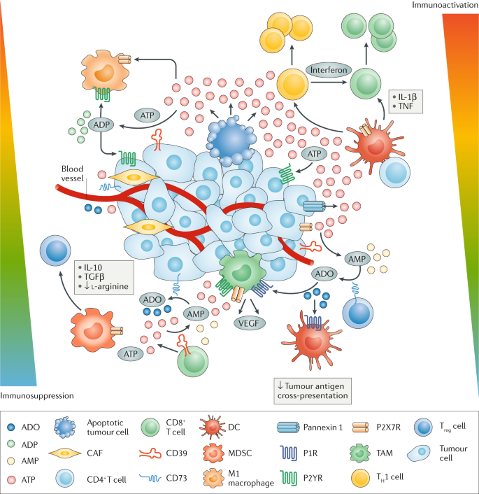 Extracellular Atp And P2 Purinergic Signalling In The Tumour Microenvironment Nature Reviews Cancer