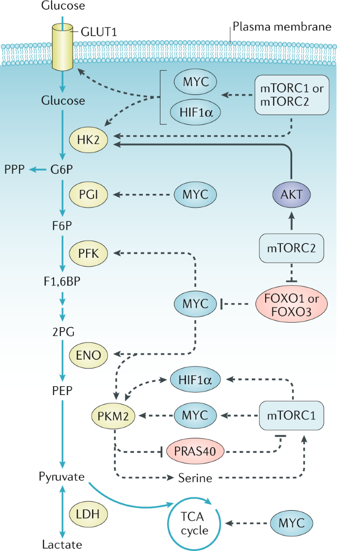 mTOR signalling and cellular metabolism are mutual determinants in cancer