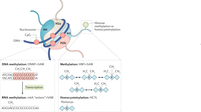 methylation glutathione Methionine metabolism in health and cancer: a nexus of diet and precision  medicine