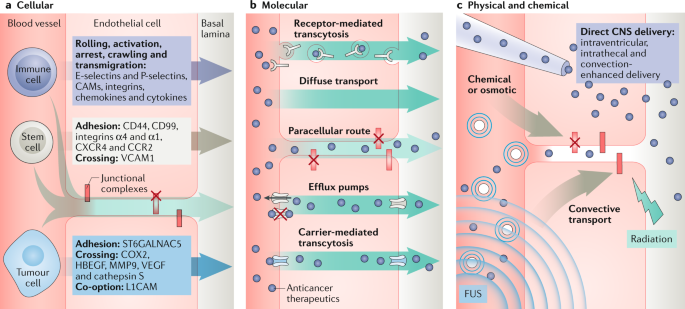 The Blood Brain Barrier And Blood Tumour Barrier In Brain Tumours And Metastases Nature Reviews Cancer The Blood Brain Barrier And Blood Tumour Barrier In Brain Tumours And Metastases Nature Reviews Cancer
