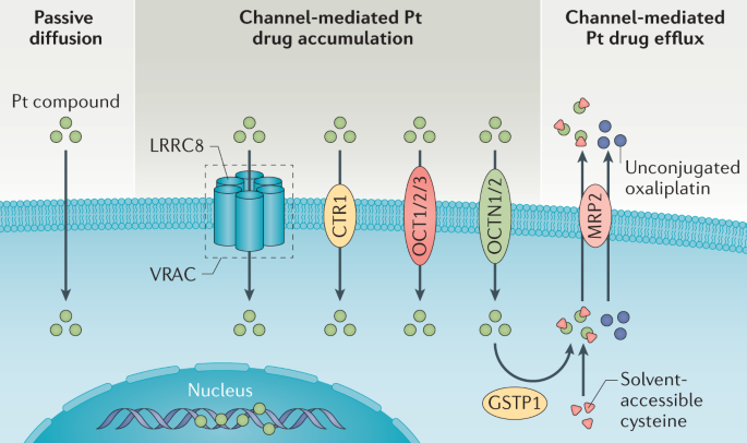 glutathione increase after treating with platinum drugs Glutathione-Mediated Conjugation of Anticancer Drugs: An Overview of Reaction Mechanisms and Biological Significance for Drug Detoxification and Bioactivation Advances in platinum-based cancer therapy: