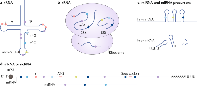 Role Of Rna Modifications In Cancer Nature Reviews Cancer