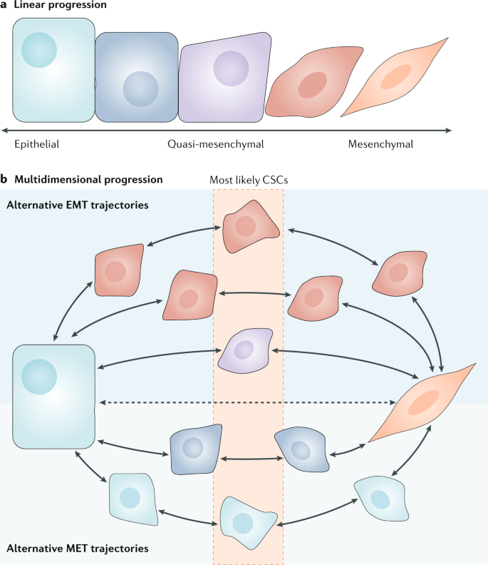 Linking Emt Programmes To Normal And Neoplastic Epithelial Stem Cells Nature Reviews Cancer Linking Emt Programmes To Normal And Neoplastic Epithelial Stem Cells Nature Reviews Cancer