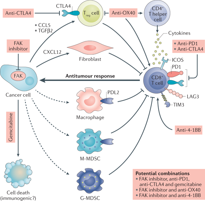 Targeting FAK in anticancer combination therapies | Nature Reviews Cancer