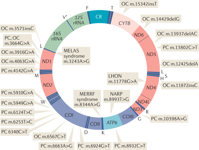 mitochondrial dna variation and cancer