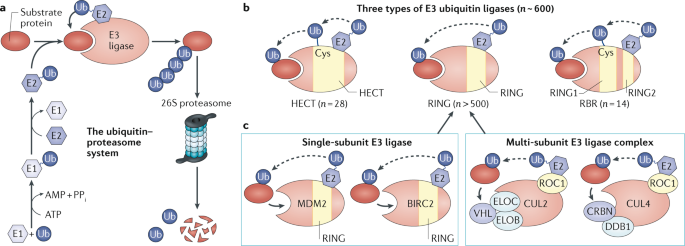 Advancing Targeted Protein Degradation For Cancer Therapy Nature Reviews Cancer