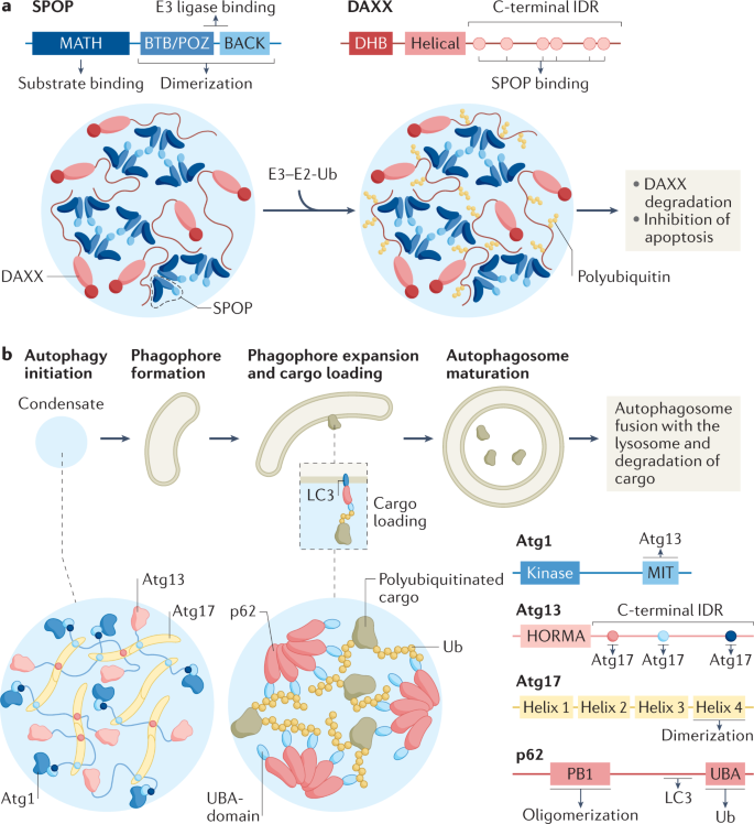 Liquid–liquid phase separation in tumor biology