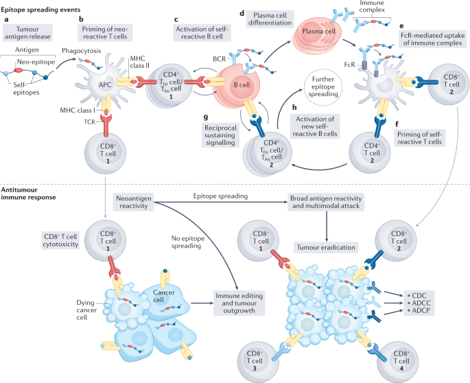 Tumour-infiltrating B cells: immunological mechanisms, clinical impact and  therapeutic opportunities | Nature Reviews Cancer