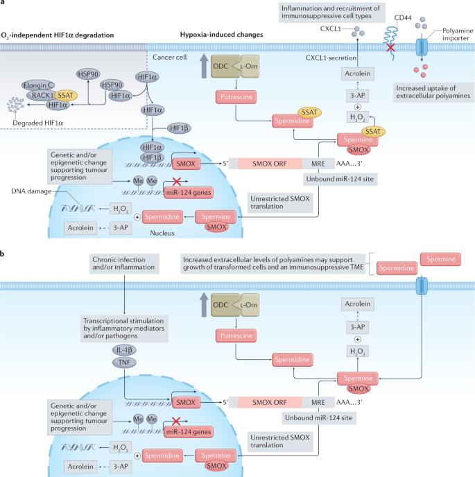 Polyamines from myeloid-derived suppressor cells promote Th17 polarization  and disease progression: Molecular Therapy