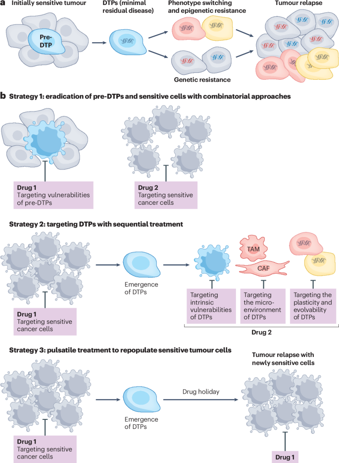 glutathione reduced form ethyl ester a) Chemical structures of the crosslinker DMA and glutathione ethyl