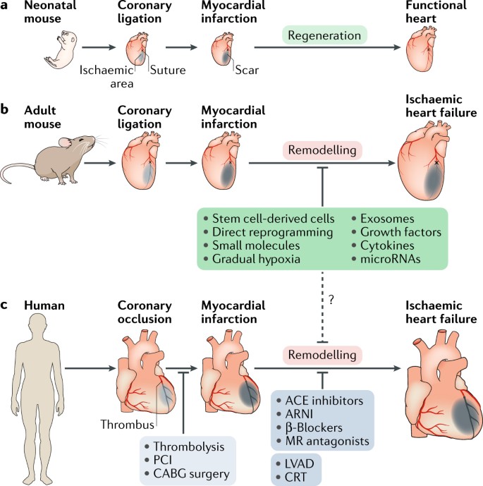 Therapeutic approaches for cardiac regeneration and repair | Nature Reviews  Cardiology