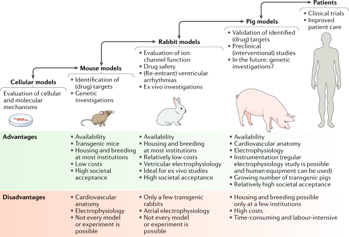 Animal models of arrhythmia: classic electrophysiology to genetically  modified large animals | Nature Reviews Cardiology