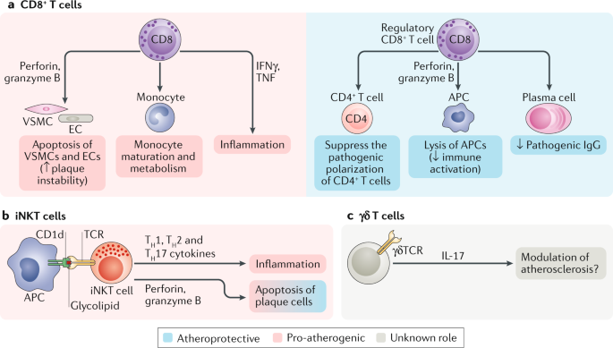 T Cell Subsets And Functions In Atherosclerosis Nature Reviews Cardiology T Cell Subsets And Functions In Atherosclerosis Nature Reviews Cardiology