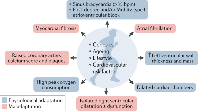 The effects of endurance exercise on the heart: panacea or poison? | Nature  Reviews Cardiology