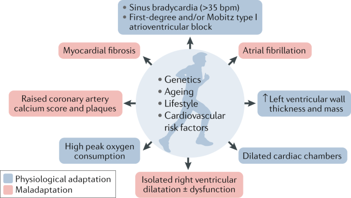 The Effects Of Endurance Exercise On The Heart Panacea Or Poison Nature Reviews Cardiology The Effects Of Endurance Exercise On The Heart Panacea Or Poison Nature Reviews Cardiology